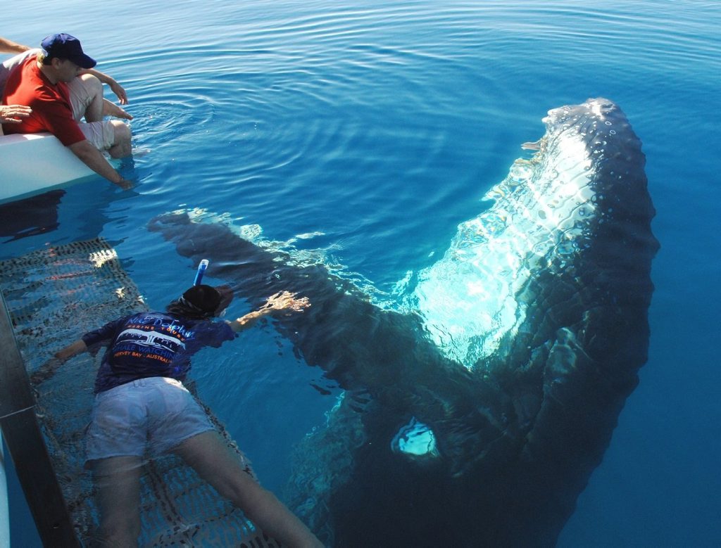 A swimmer reaches out to a humpback whale in Hervey Bay waters ahead of the launch of immersive whale tours this season. A swimmer reaches out to a humpback whale in Hervey Bay waters ahead of the launch of immersive whale tours this season.
